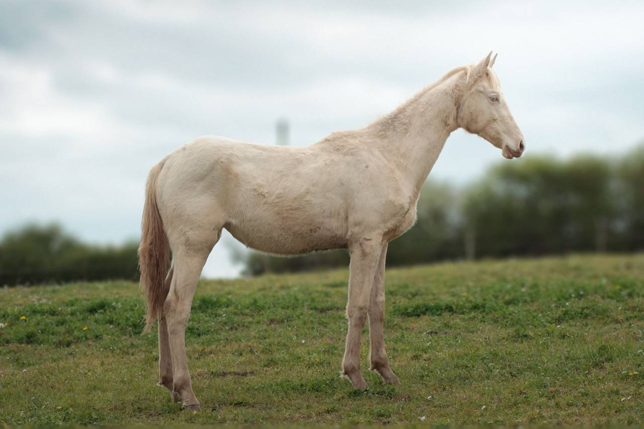 Pouliche Akhal Teke PLAVA IZLAYON