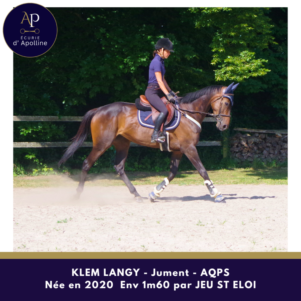 Jolie jument AQPS par JEU ST ELOI