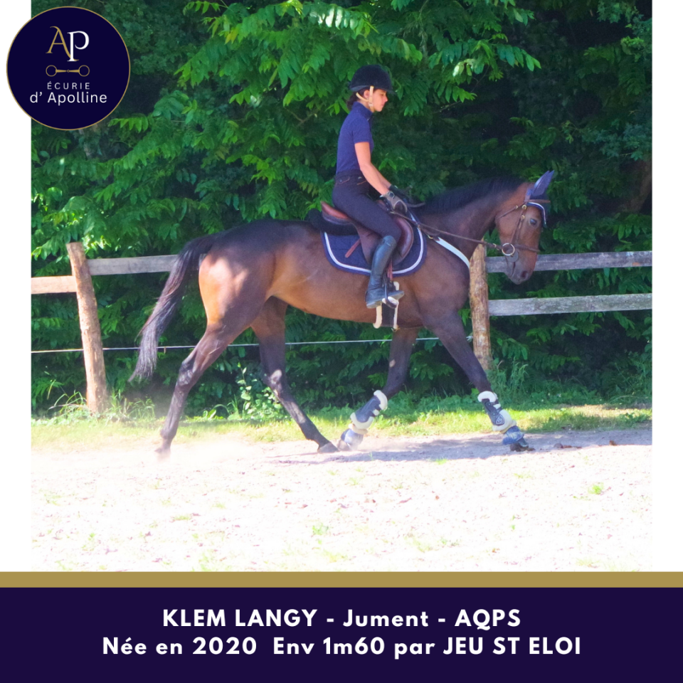 Jolie jument AQPS par JEU ST ELOI