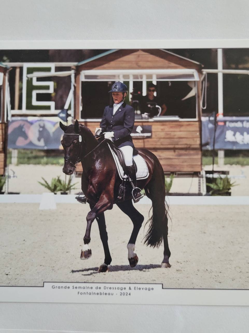 Cheval de dressage  7ans, à vendre 