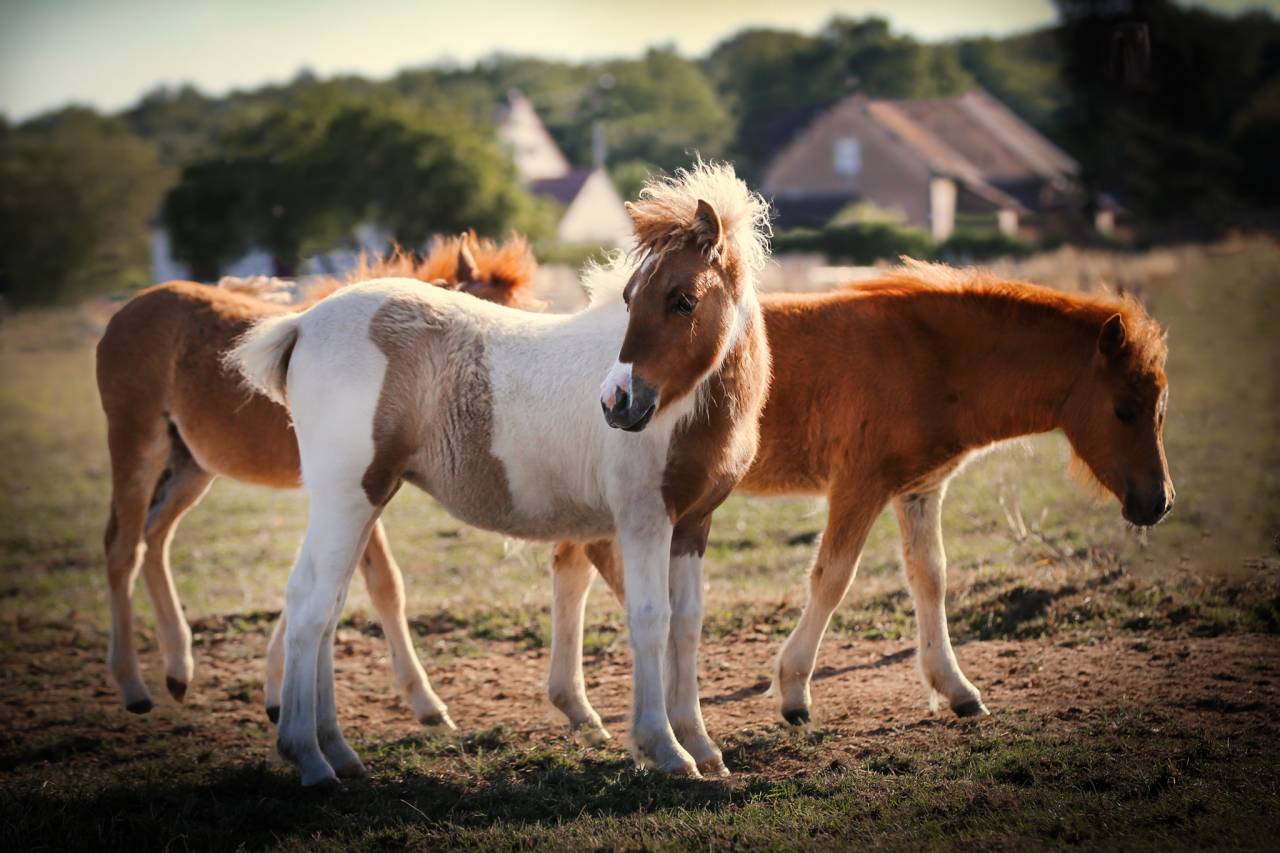 Etalon shetland grand standard - ipo129