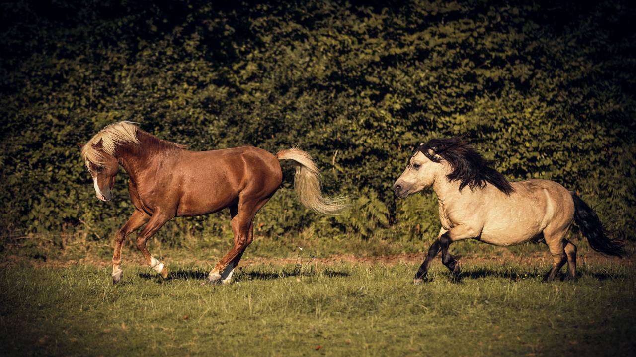 Etalon shetland grand standard 