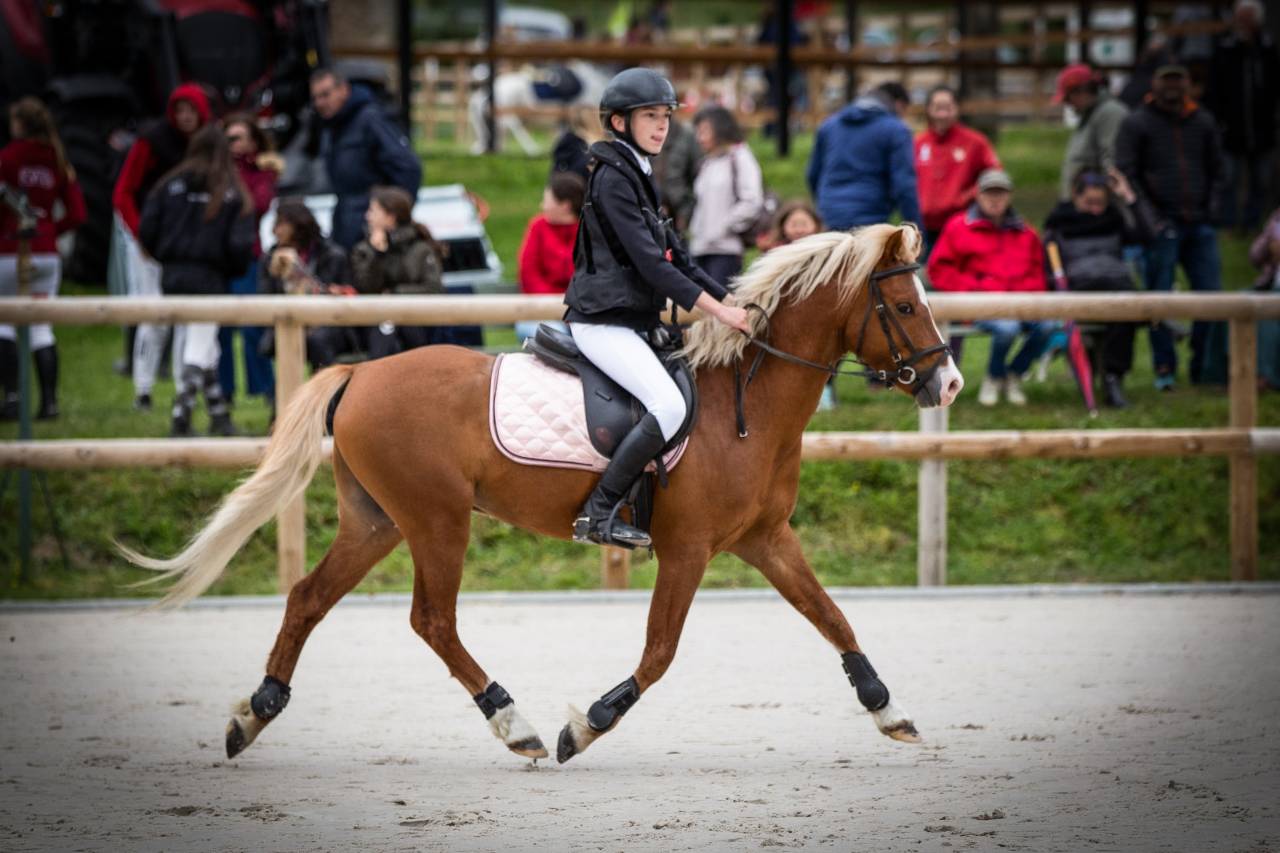 Etalon Welsh pony - ipo138