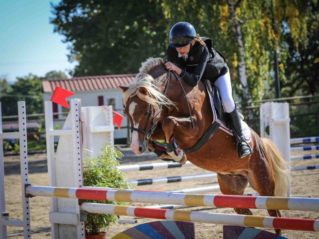 Etalon Welsh pony - ipo138