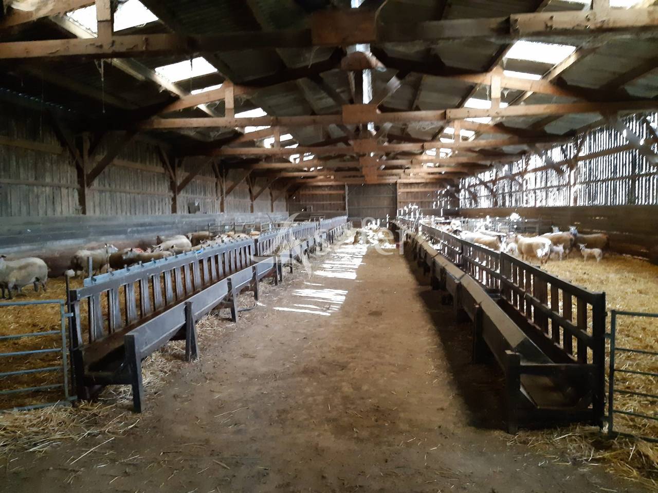 Exploitation Ovine sur 93 ha