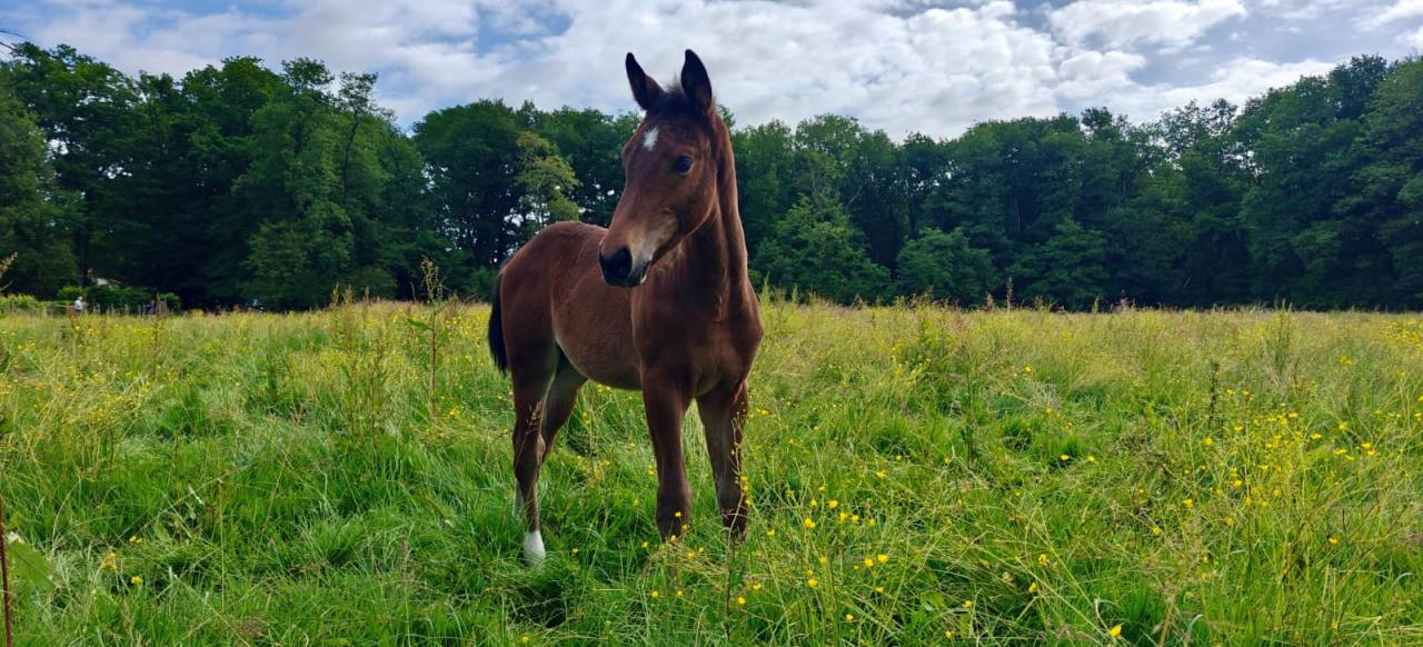 Poulain de l'année par Consul dl Vie Z