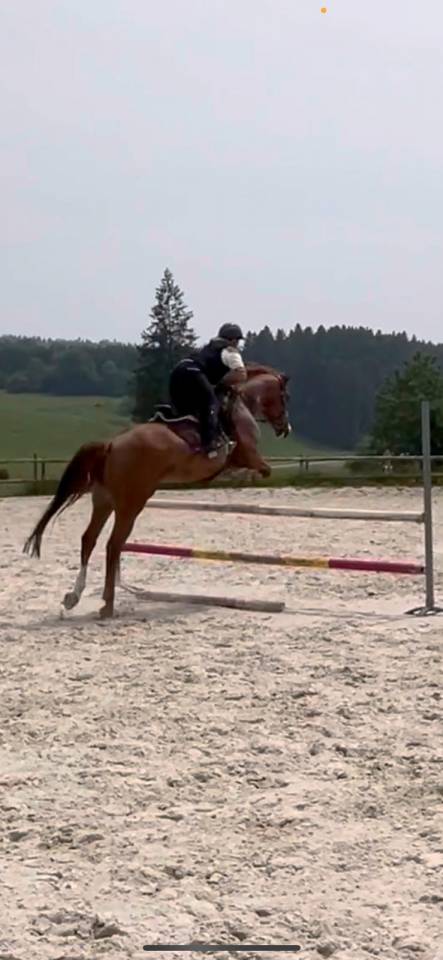 India de la Verchère Jument de 7 ans par Arko