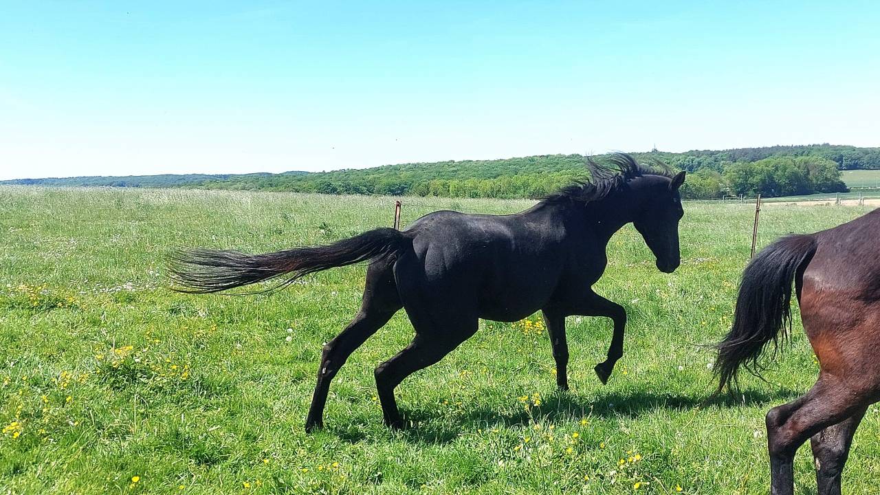 Pur Sang Anglais de 4 ans