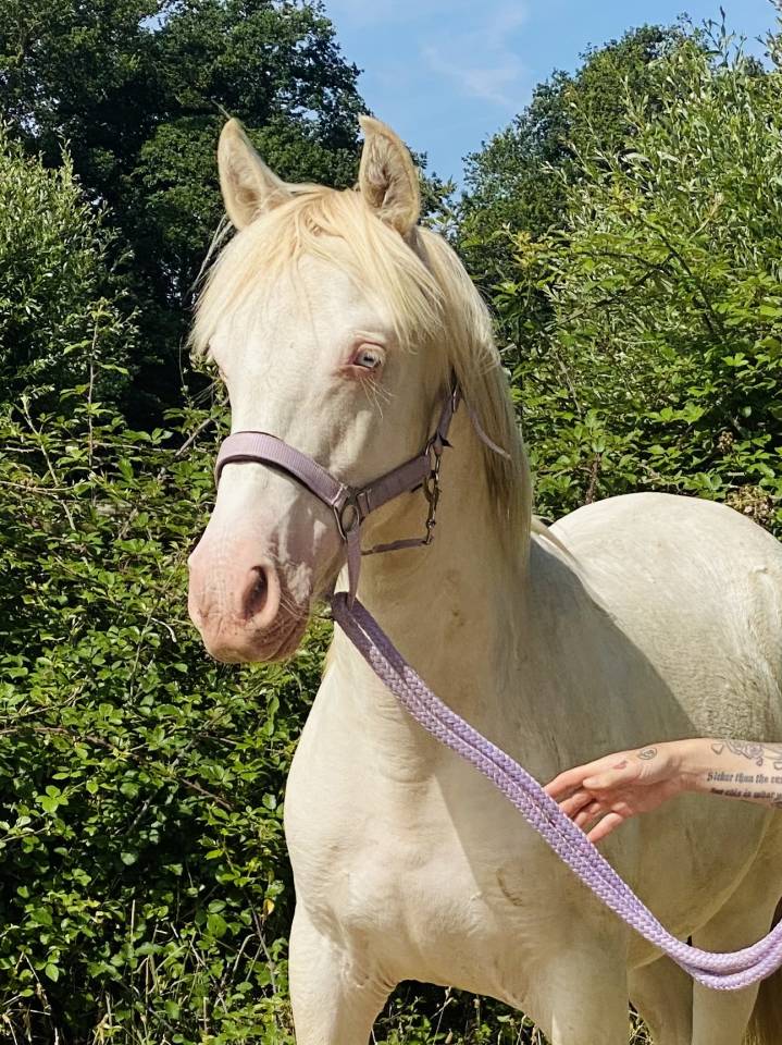 Poulain perlino lusitanien taille poney