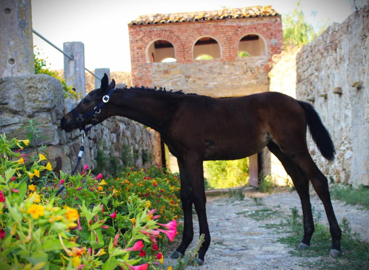 Poulain Cheval de Selle Italien A vendre 2025 Bai brun par CASALITO