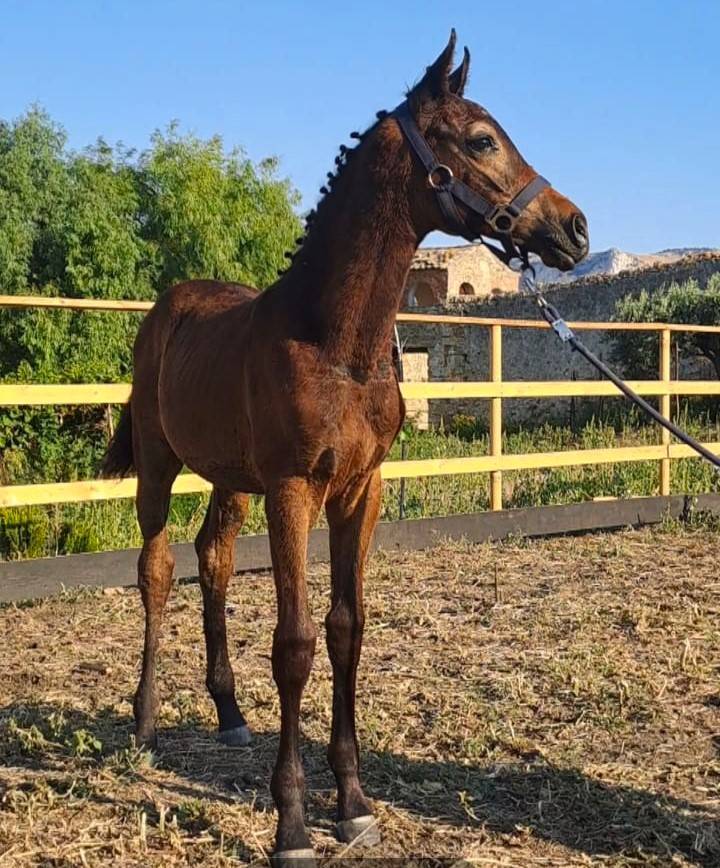 Poulain Cheval de Selle Italien A vendre 2025 Bai brun par CASALITO