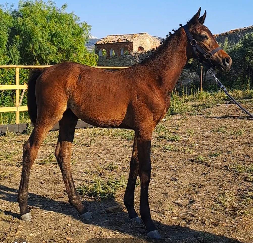 Poulain Cheval de Selle Italien A vendre 2025 Bai brun par CASALITO