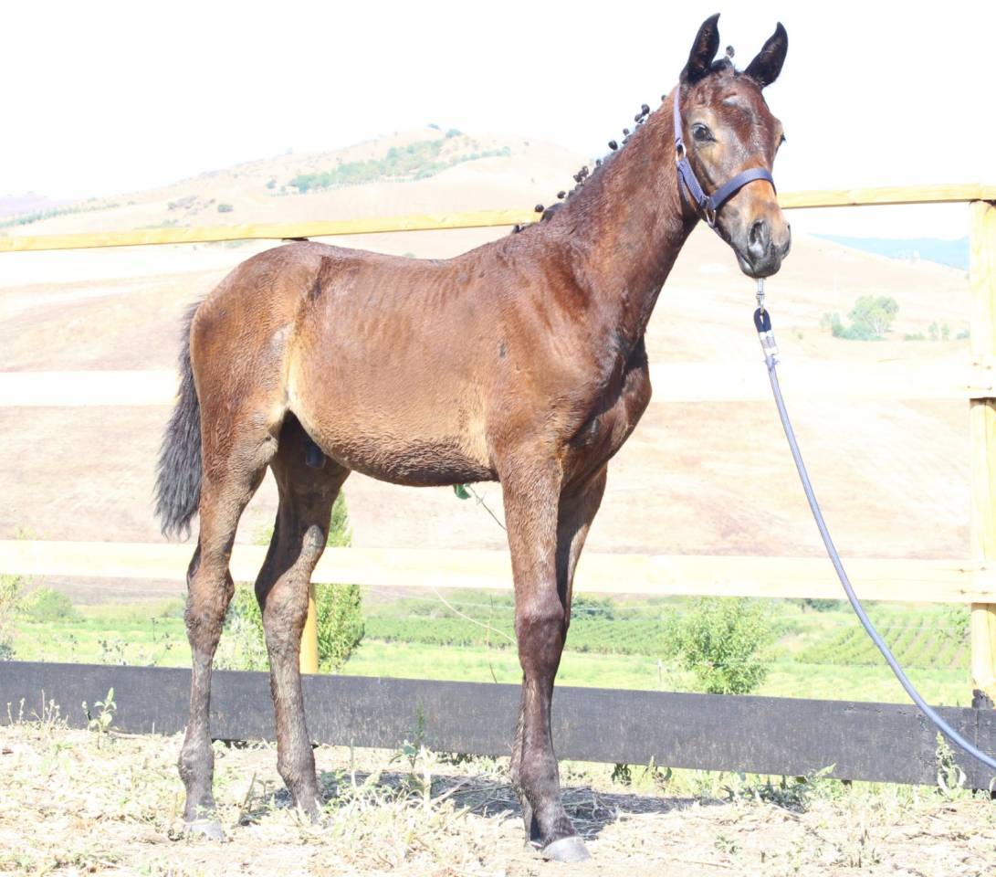 Poulain Cheval de Selle Italien A vendre 2025 Bai brun par CASALITO