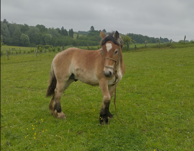 Trait ardennais : Hongre agé de un an - docile
