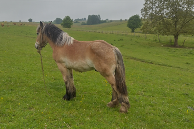Trait ardennais : Hongre agé de un an - docile