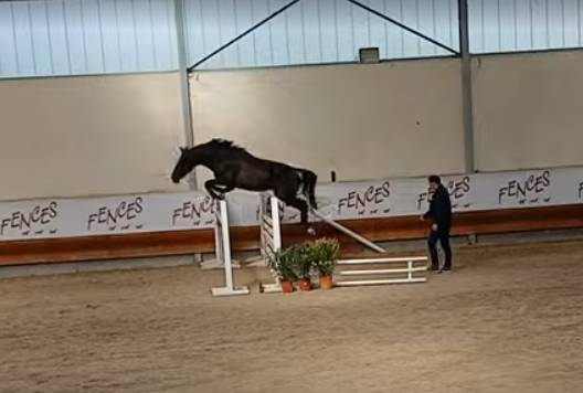 Mâle 3 ans GLASGOW W VH MERELSNEST X IOWA