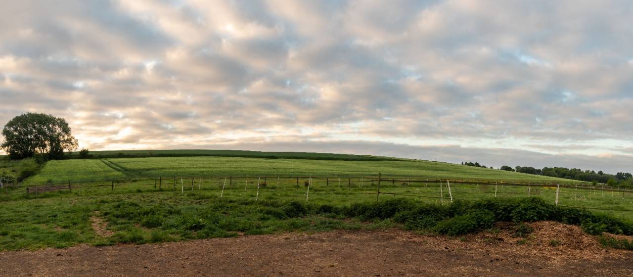 Petit troupeau de hongres sur equipiste.