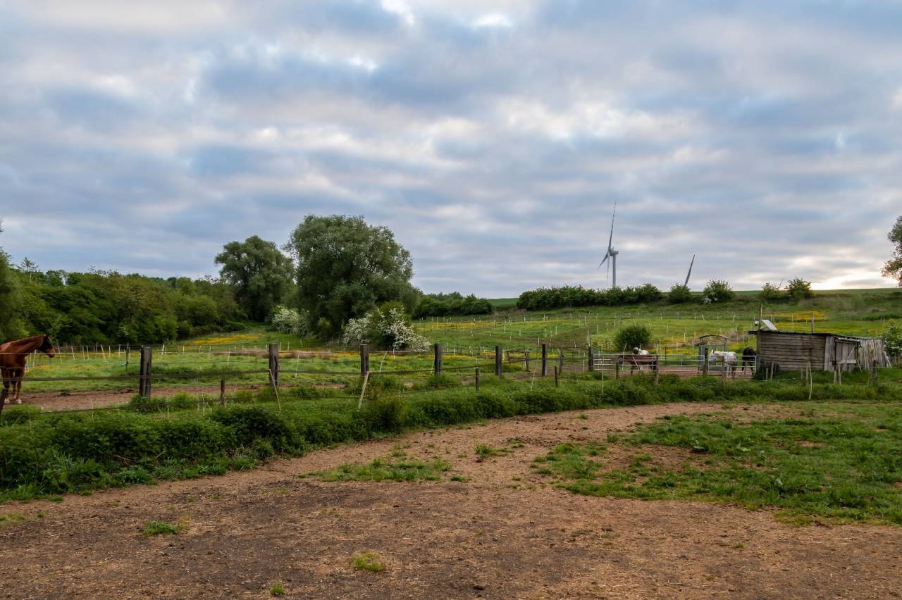 Petit troupeau de hongres sur equipiste.