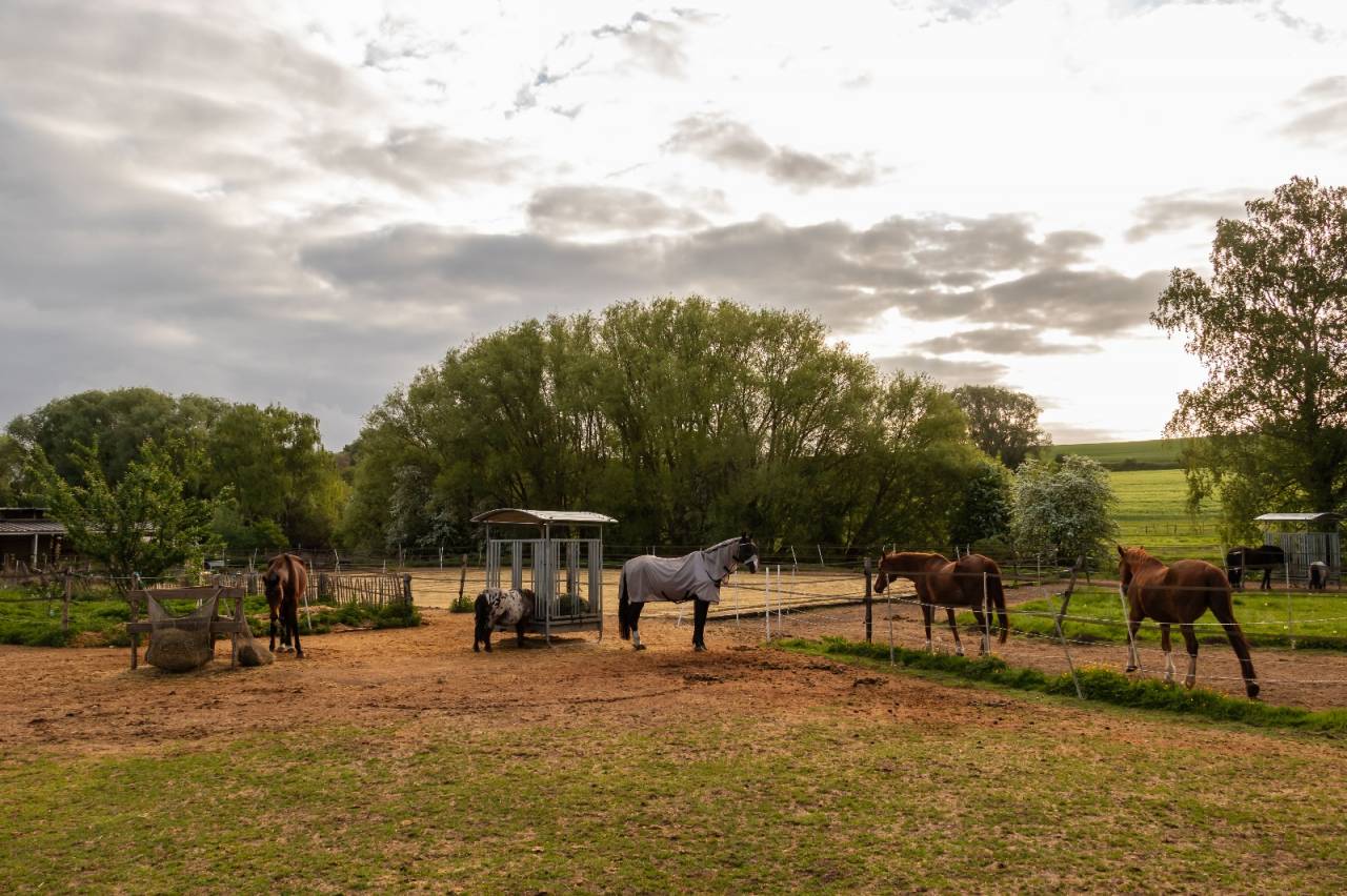 Petit troupeau de hongres sur equipiste.