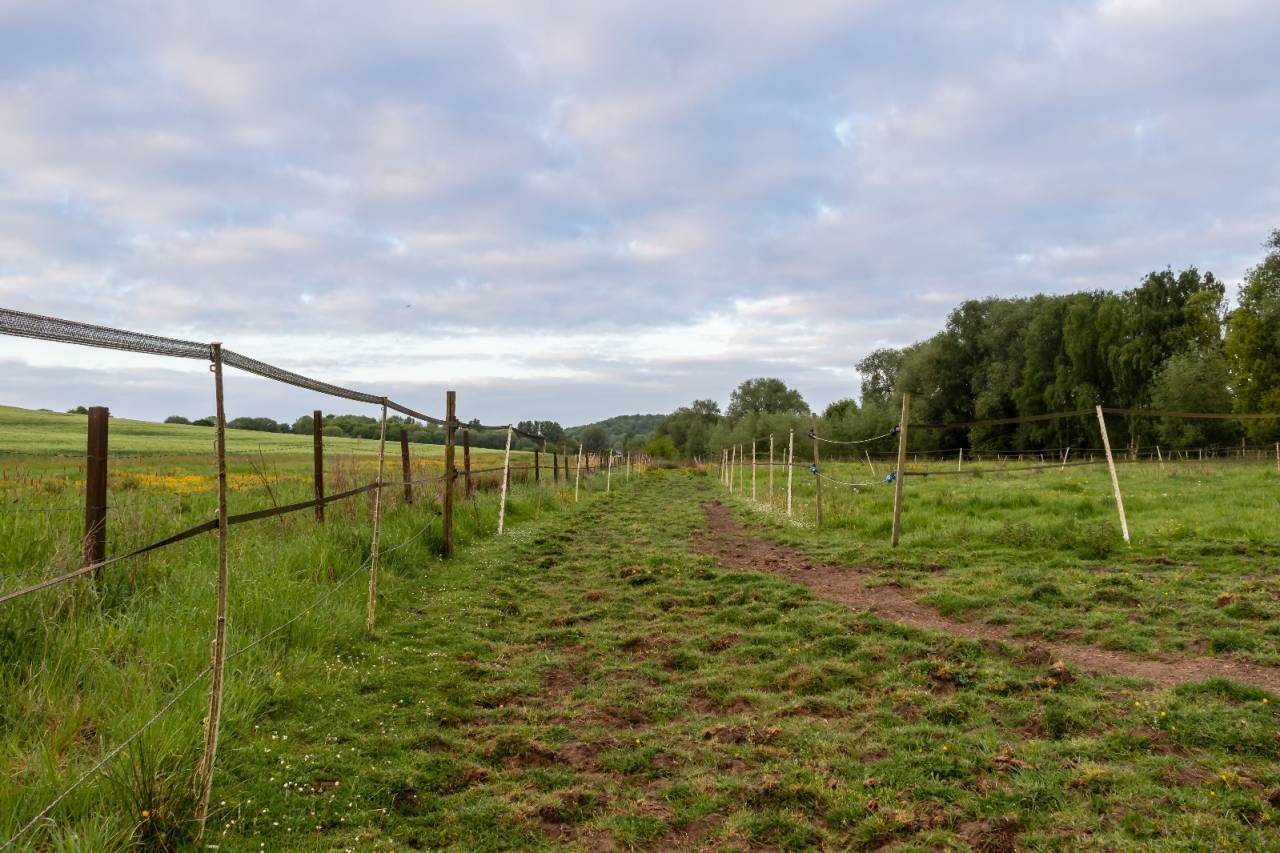 Petit troupeau de hongres sur equipiste.