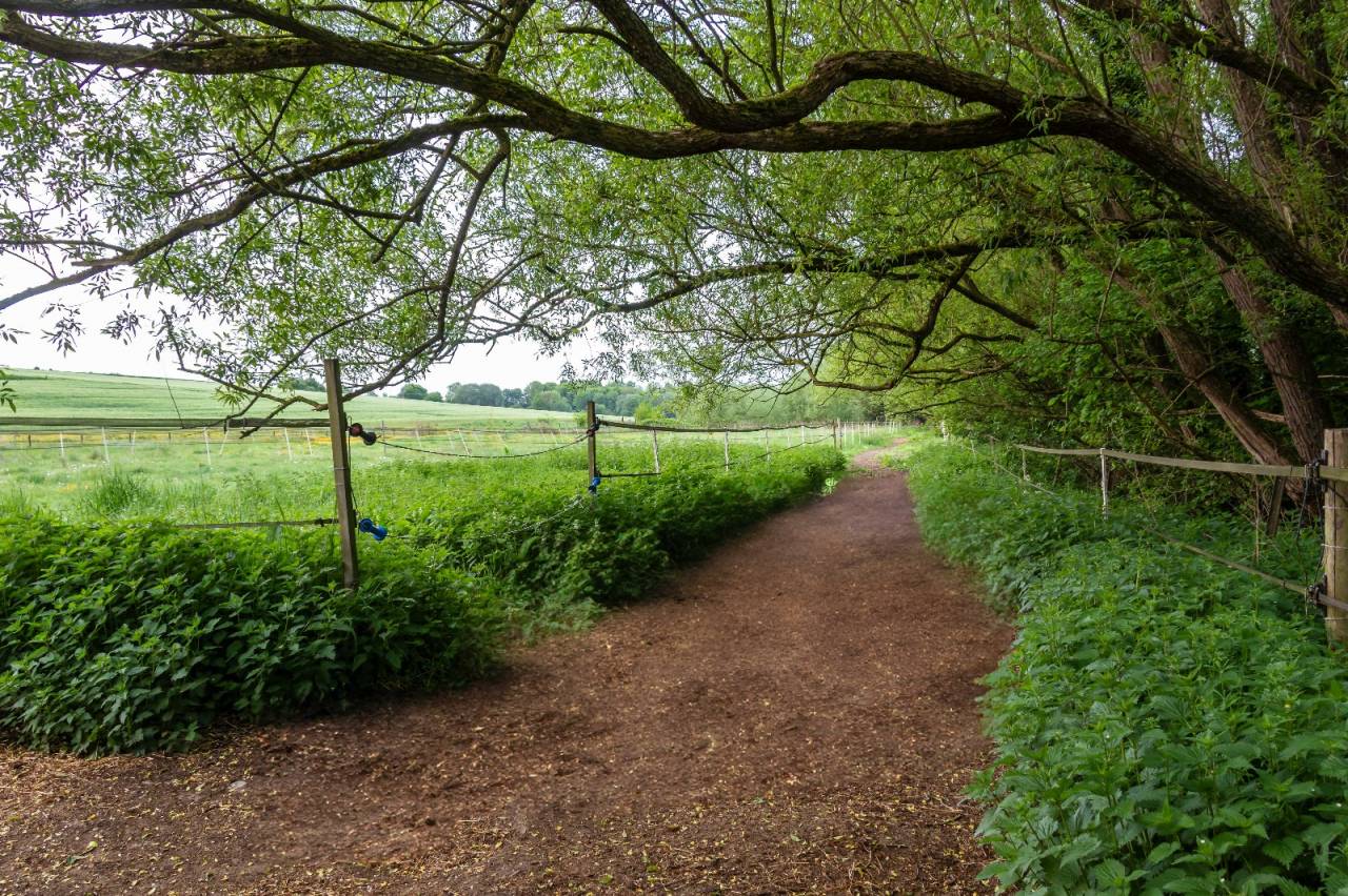 Petit troupeau de hongres sur equipiste.
