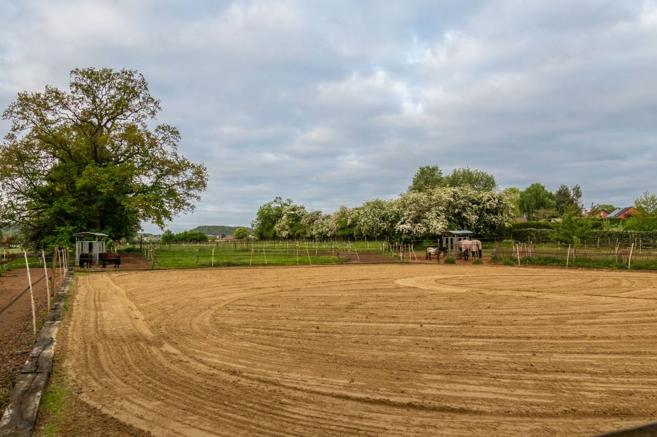 Petit troupeau de hongres sur equipiste.