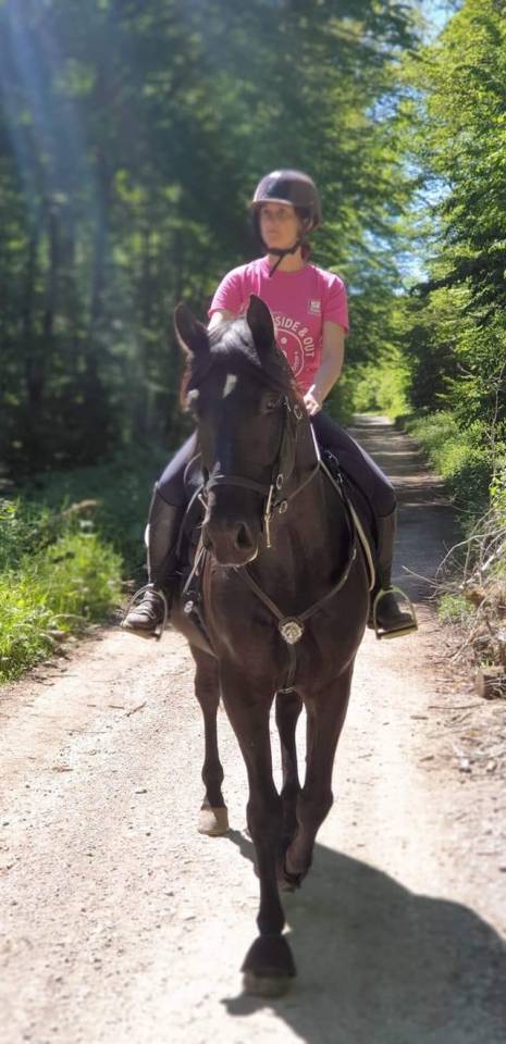 Vends hongre PRE noir