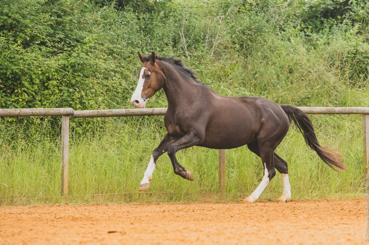 cheval de sport 