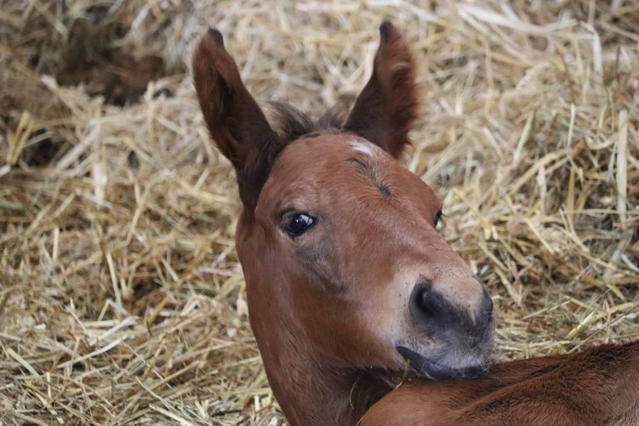 Foal femelle Selle Français par Joker d'Euskadi