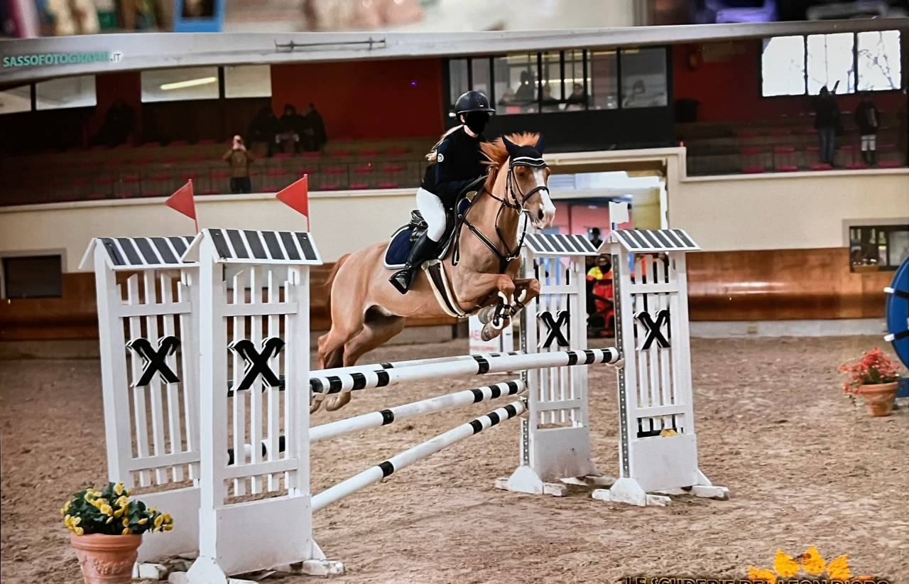 Hongre PFS Poney Français de Selle A vendre 2010 Alezan par Selliany candy