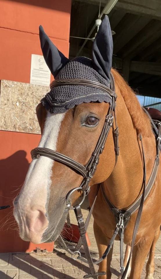 Hongre PFS Poney Français de Selle A vendre 2010 Alezan par Selliany candy