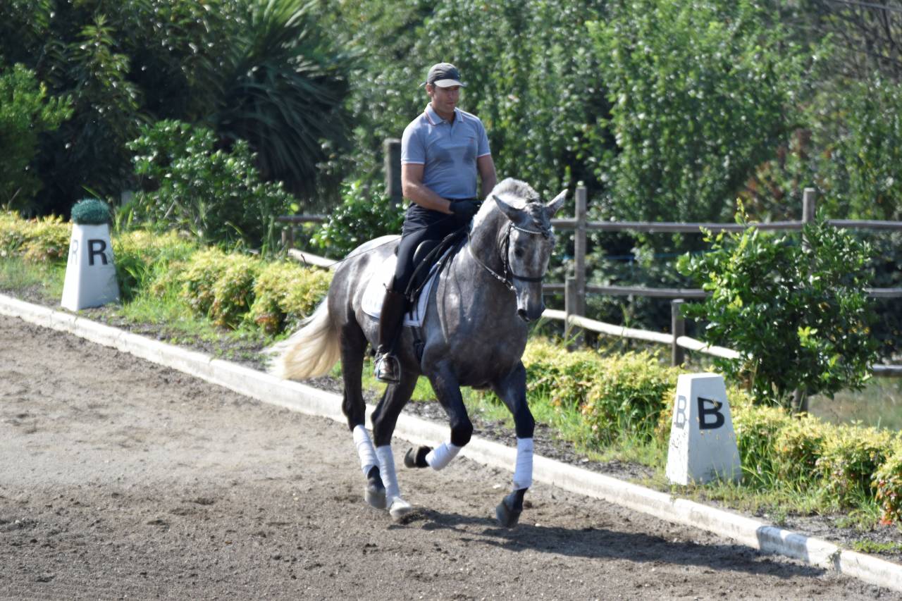 Hongre PRE Pure Race Espagnole A vendre 2021 Gris par Cascabel G