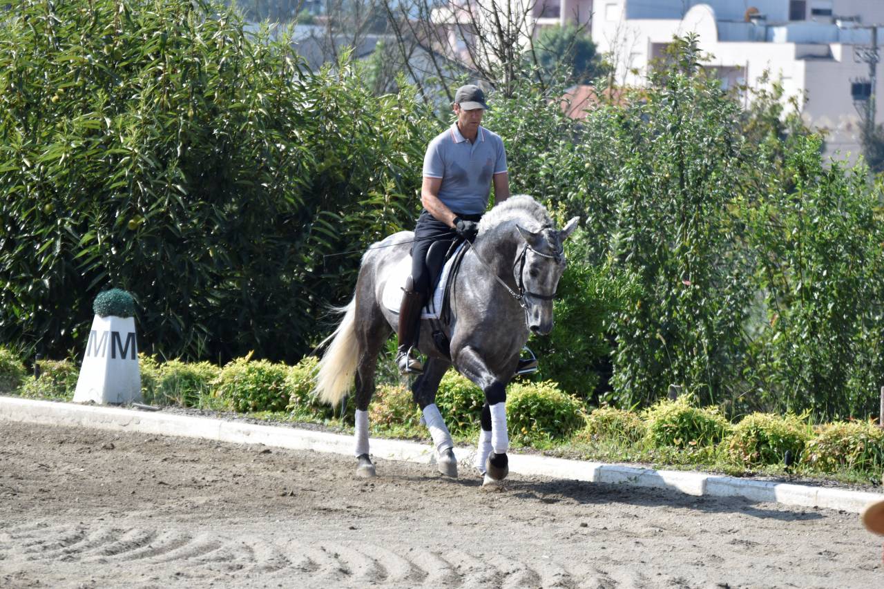 Hongre PRE Pure Race Espagnole A vendre 2021 Gris par Cascabel G