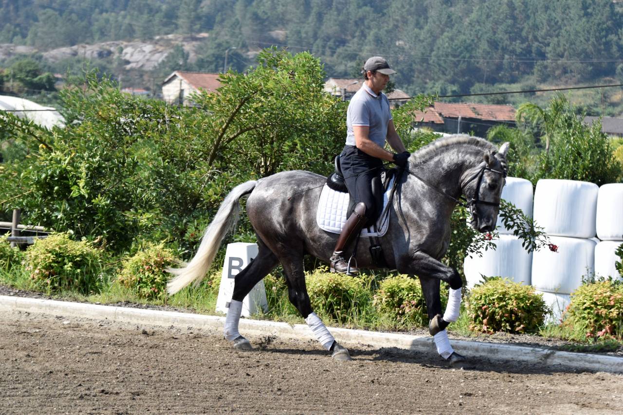 Hongre PRE Pure Race Espagnole A vendre 2021 Gris par Cascabel G