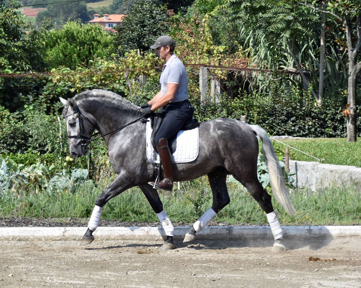 Hongre PRE Pure Race Espagnole A vendre 2021 Gris par Cascabel G