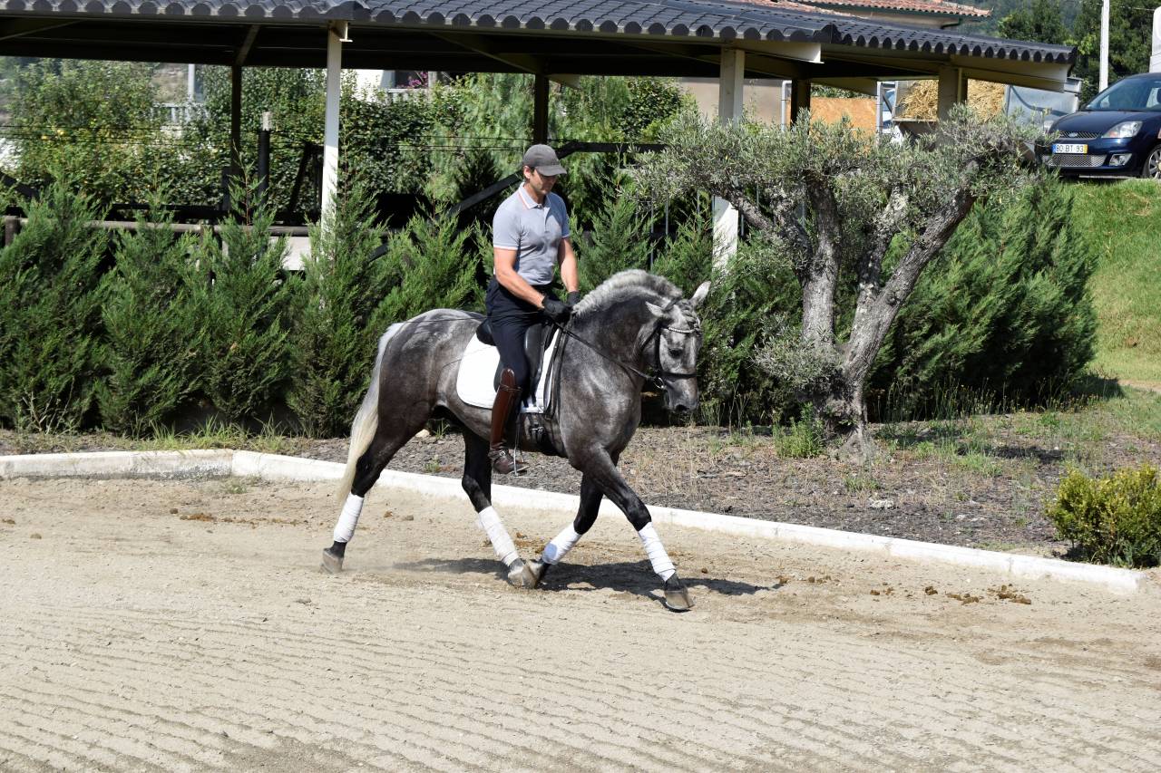 Hongre PRE Pure Race Espagnole A vendre 2021 Gris par Cascabel G