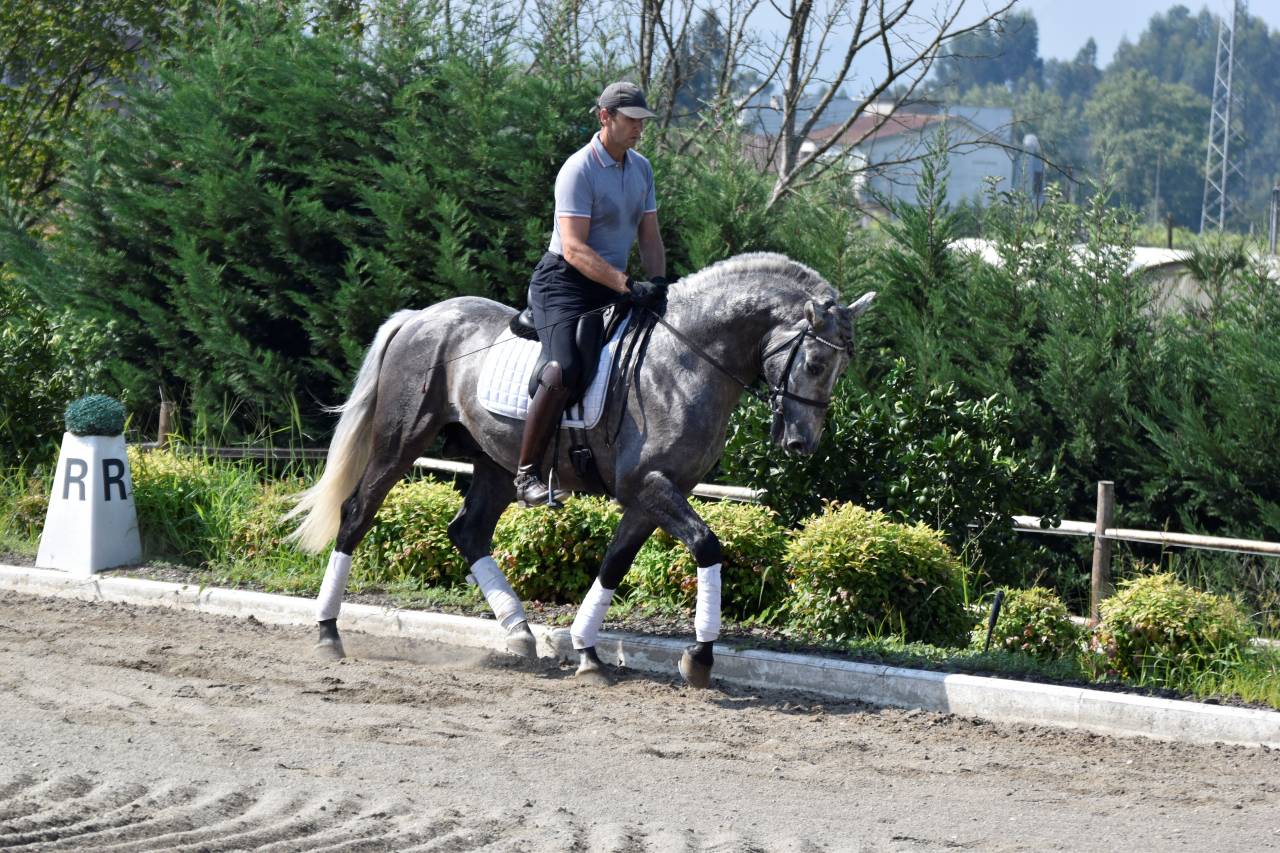 Hongre PRE Pure Race Espagnole A vendre 2021 Gris par Cascabel G