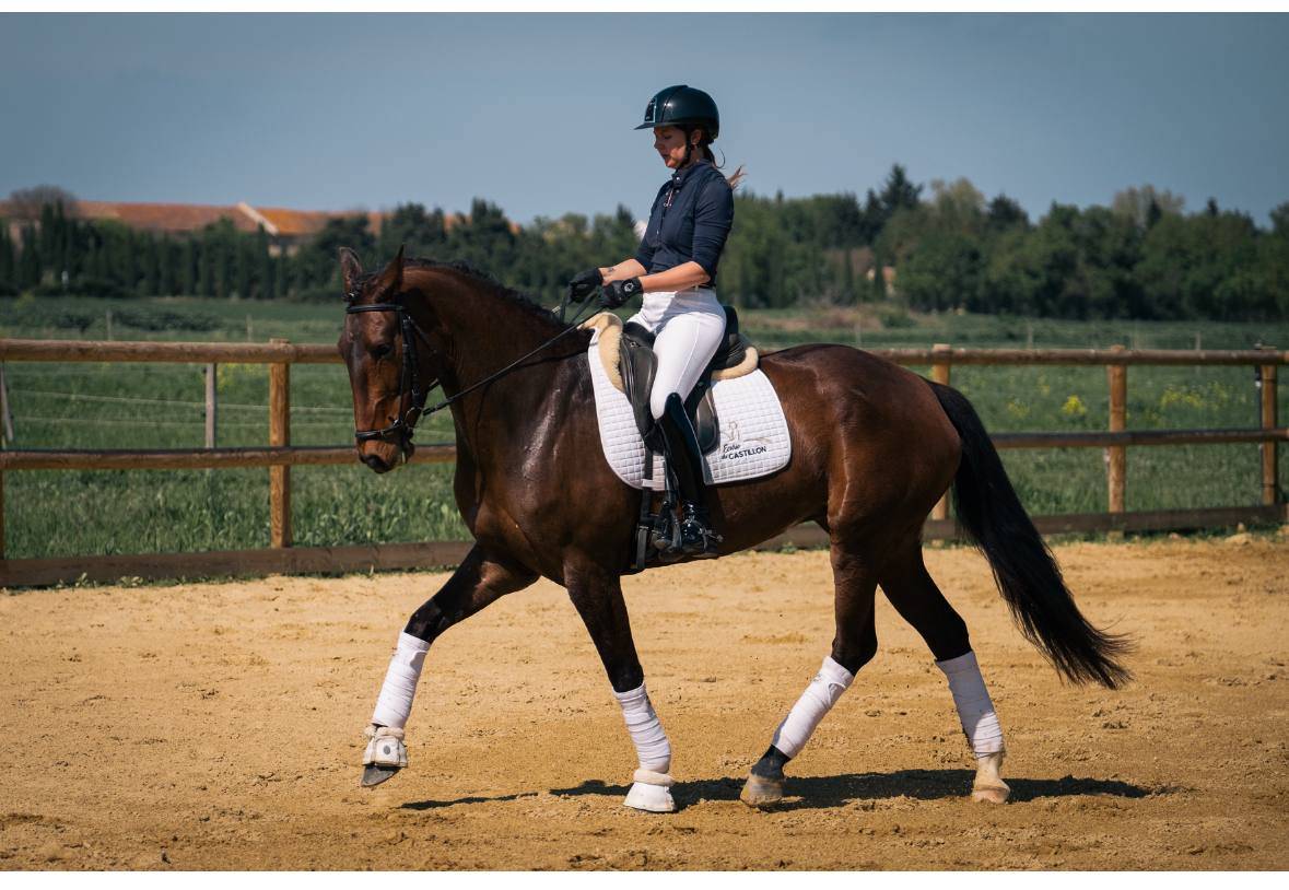 Elegante Jument 6 ans Lusitanien X KWPN Dressage 