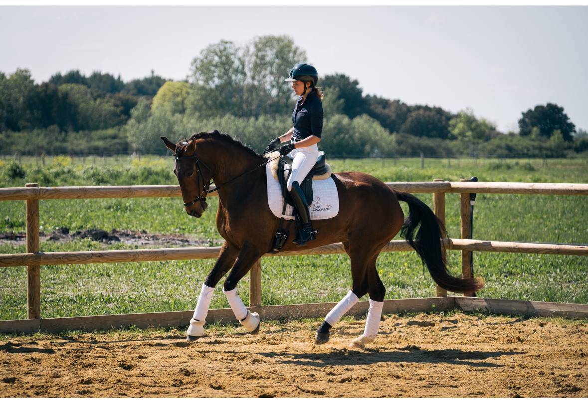 Elegante Jument 6 ans Lusitanien X KWPN Dressage 
