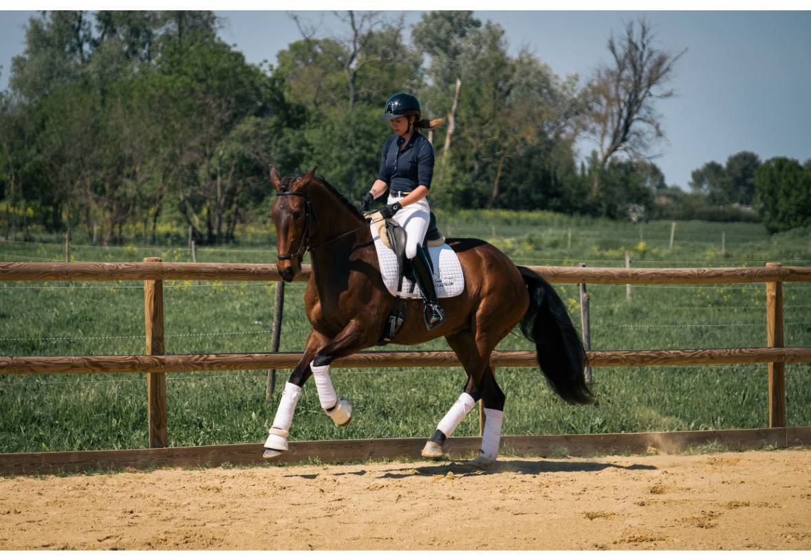Elegante Jument 6 ans Lusitanien X KWPN Dressage 