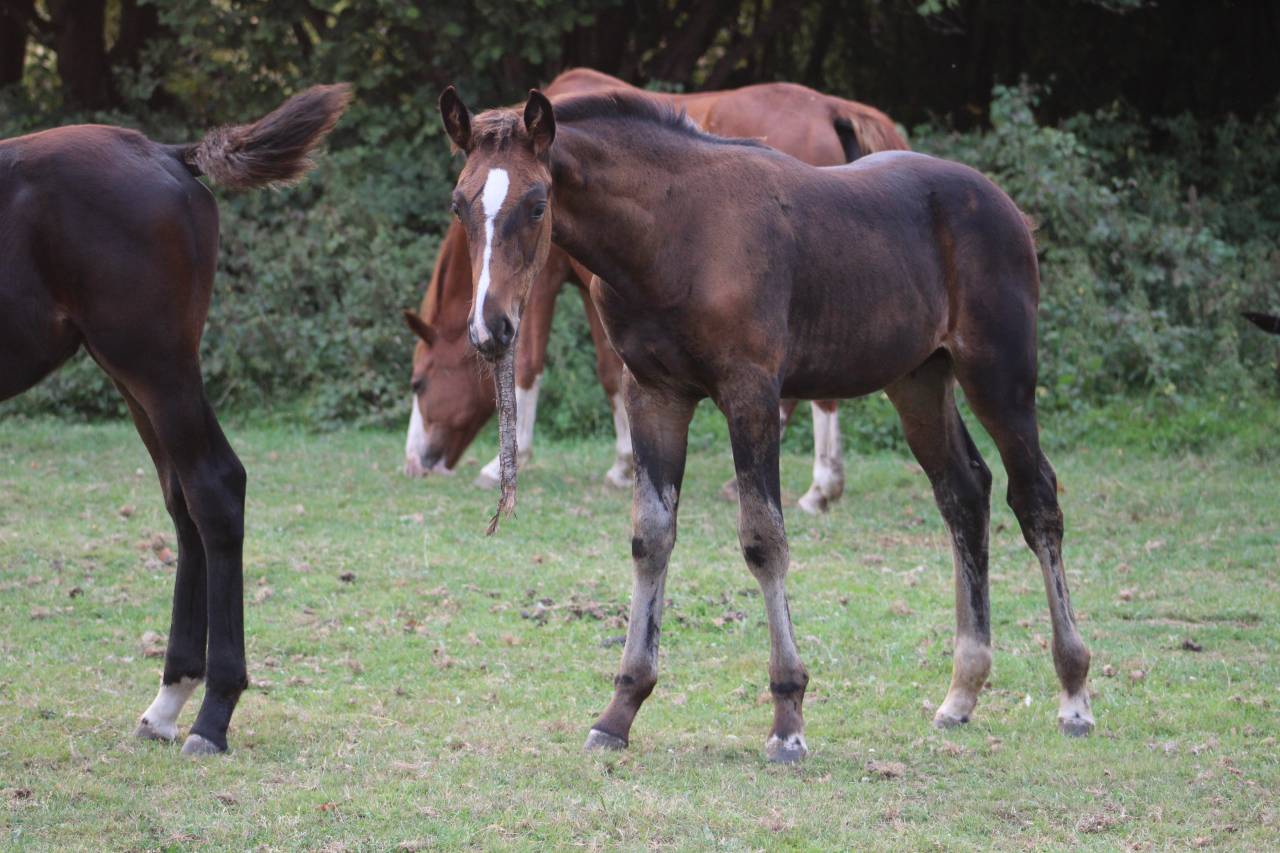 jeunes chevaux .