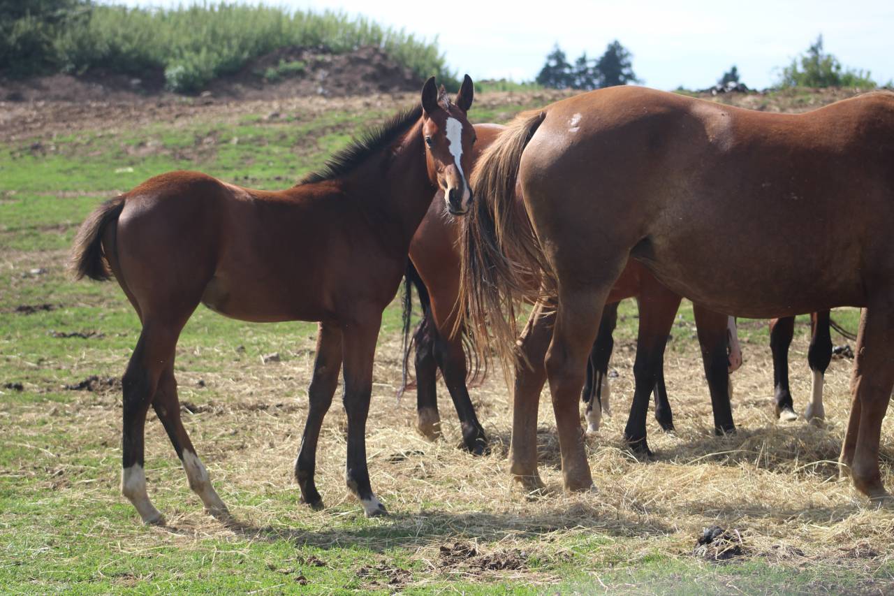 jeunes chevaux .