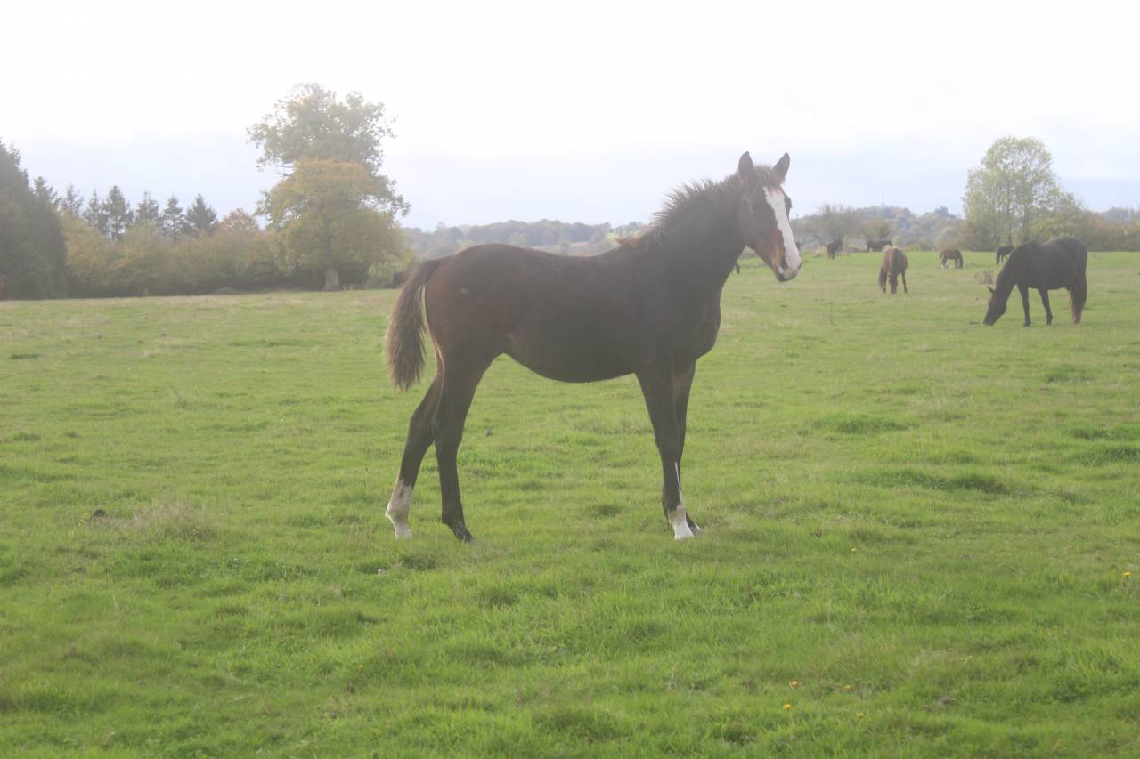 jeunes chevaux  cso-cce,3 ans.