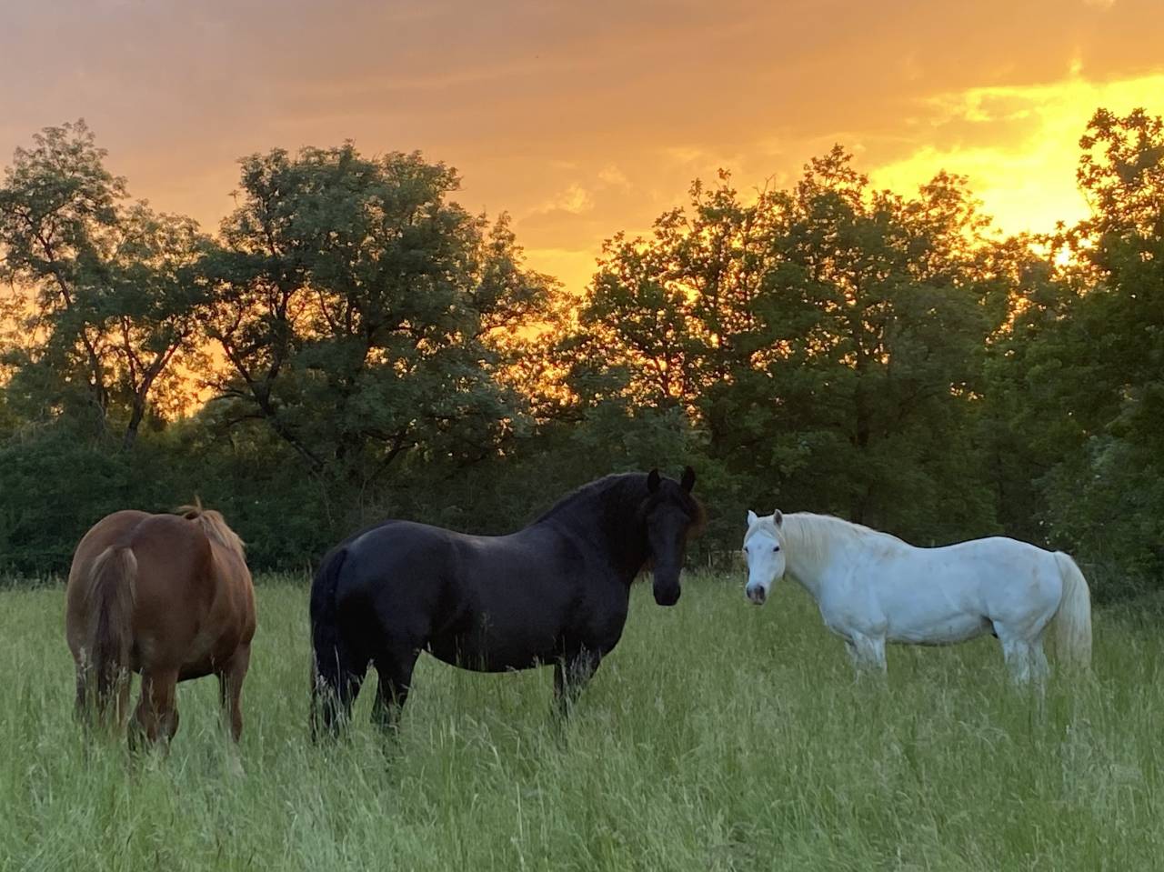 Ranch du Roc Gite équestre. GR/P600 hectares de foret. 