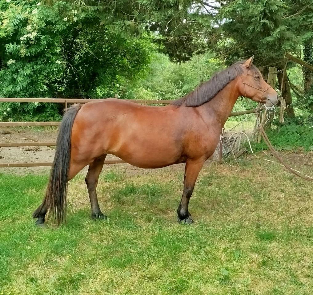 PONETTE CONNEMARA  PART BRED 5 ANS - 145 CMS