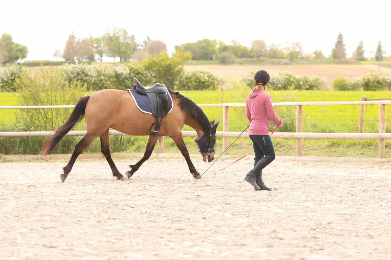 Magnifique Ponette par Champion supreme d'été Dressage