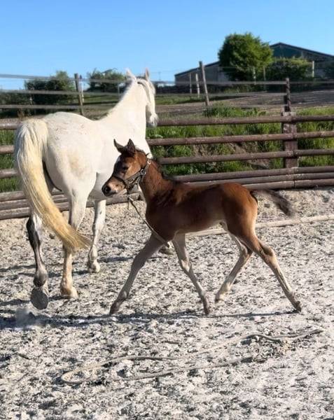 Pouliche chic 2025 – Comilfo+ x Corland, génétique 5★