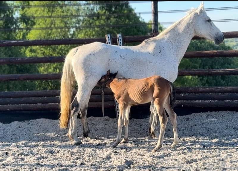 Pouliche chic 2025 – Comilfo+ x Corland, génétique 5★