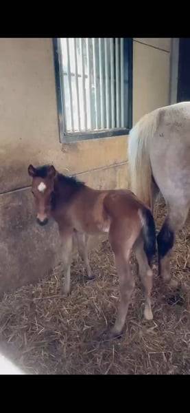 Pouliche chic 2025 – Comilfo+ x Corland, génétique 5★