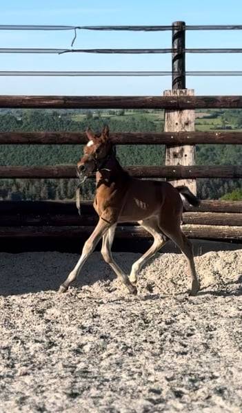 Pouliche chic 2025 – Comilfo+ x Corland, génétique 5★